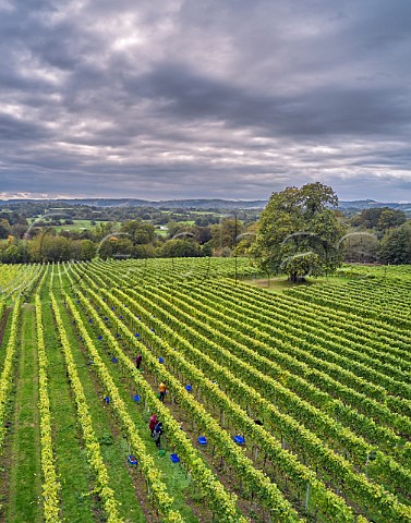 Picking Pinot Gris grapes in the vineyard of Stopham Estate with the South Downs in the distance  Stopham Sussex England
