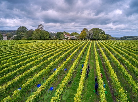 Picking Pinot Gris grapes in the vineyard of Stopham Estate  Stopham Sussex England