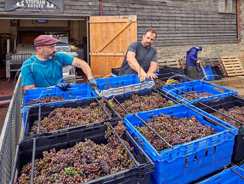 Matt Borsay left and Tom Bartlett unloading Pinot Gris grapes at the winery of Stopham Estate  Stopham Sussex England