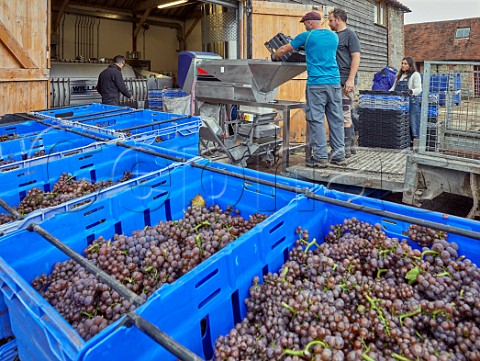 Tipping Pinot Gris grapes into the crusher  destemmer at the winery of Stopham Estate  Stopham Sussex England