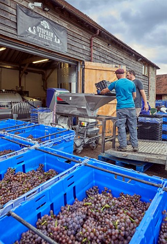 Tipping Pinot Gris grapes into the crusher  destemmer at the winery of Stopham Estate  Stopham Sussex England