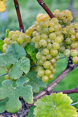 Pinot Blanc grapes in the vineyard of Stopham Estate  Stopham Sussex England