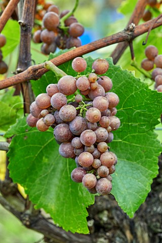 Pinot Gris grapes in the vineyard of Stopham Estate  Stopham Sussex England