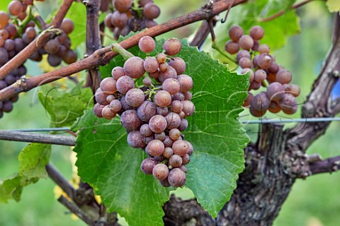 Pinot Gris grapes in the vineyard of Stopham Estate  Stopham Sussex England