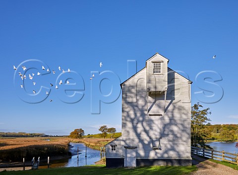 Thorrington Tide Mill on Alresford Creek a Grade 2 listed building built in 1831 Thorrington Mill Vineyard is beyond   Near Brightlingsea Essex UK