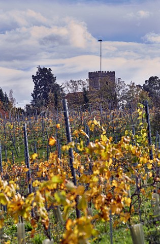 Vineyard of New Hall below All Saints Church  Purleigh Essex UK