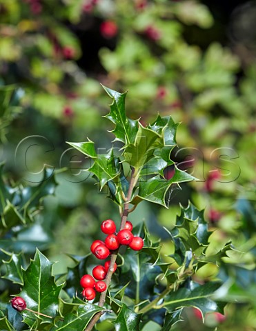 Holly leaves and berries Hurst Meadows East Molesey Surrey UK