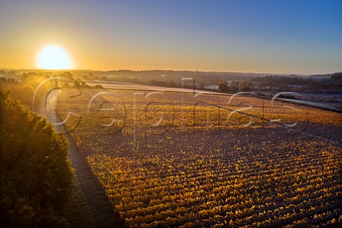 Sunrise over Burges Field Vineyard of The Grange Hampshire Itchen Stoke Hampshire England