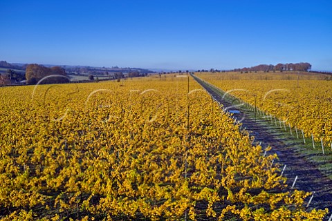 Chalk Vale Vineyard of Nyetimber Stockbridge Hampshire England