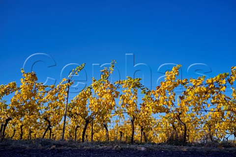 Chardonnay vines in Chalk Vale Vineyard of Nyetimber Stockbridge Hampshire England