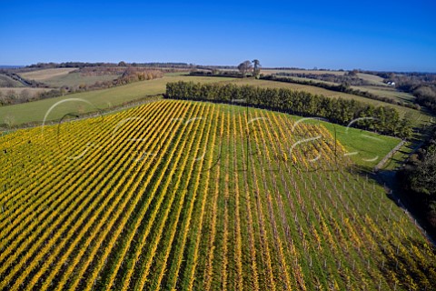 Rivers Vineyard of Black Chalk Fullerton Hampshire England