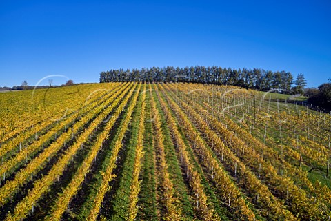 Rivers Vineyard of Black Chalk Fullerton Hampshire England