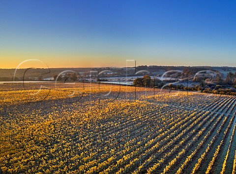 Dawn breaking over Burges Field Vineyard of The Grange Hampshire Itchen Stoke Hampshire England