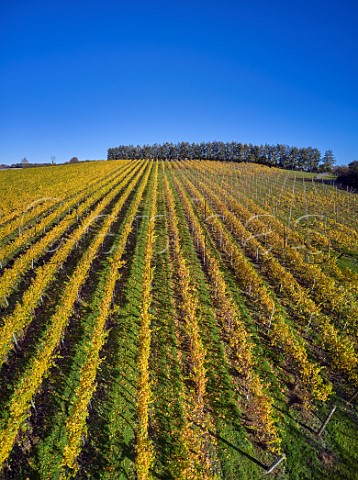 Rivers Vineyard of Black Chalk Fullerton Hampshire England