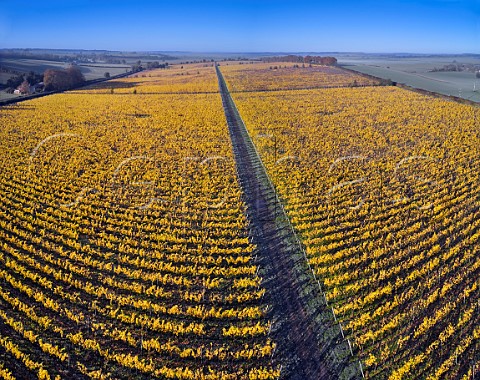 Chalk Vale Vineyard of Nyetimber Stockbridge Hampshire England