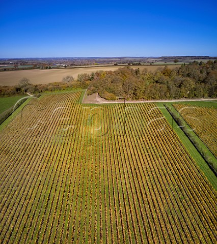 Hide Vineyard of Black Chalk Fullerton Hampshire England