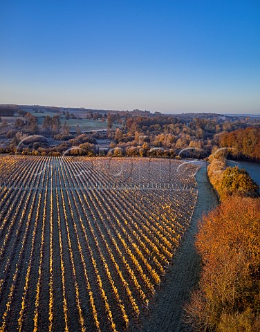 Dawn breaking over Burges Field Vineyard of The Grange Hampshire Itchen Stoke Hampshire England
