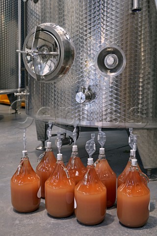 Demijohns of Pinot Noir and Pinot Meunier undergoing malolactic fermentation trials an MSc project of Zo Driver Assistant Winemaker at Black Chalk winery Fullerton Hampshire England