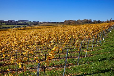 Hide Vineyard of Black Chalk Fullerton Hampshire England