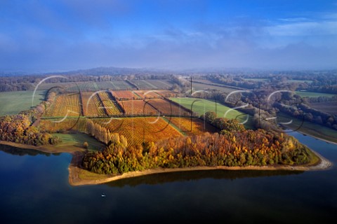 Vineyards at Rosemary Farm by Bewl Water  a grower for Chapel Down   Wadhurst Sussex England