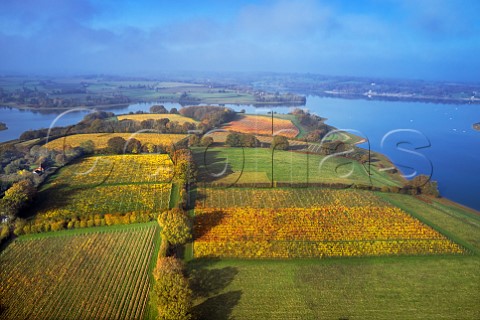 Hazelhurst Farm Vineyard of Roebuck Estates surrounded by Bewl Water Ticehurst Sussex England