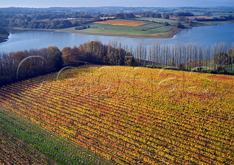 Pinot Noir Vineyard at Rosemary Farm a grower for Chapel Down with Bewl Water beyond  On the far side is Hazelhurst Farm Vineyard of Roebuck Estates Wadhurst Sussex England