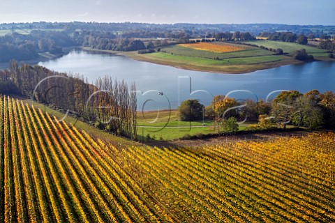 Pinot Noir Vineyard at Rosemary Farm a grower for Chapel Down with Bewl Water beyond  On the far side is Hazelhurst Farm Vineyard of Roebuck Estates Wadhurst Sussex England