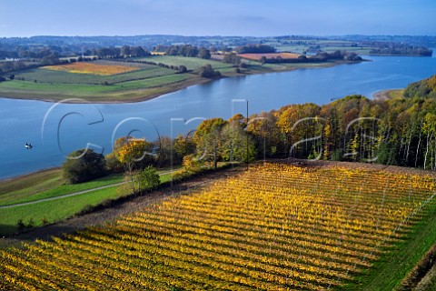 Pinot Noir Vineyard at Rosemary Farm a grower for Chapel Down with Bewl Water beyond  On the far side is Hazelhurst Farm Vineyard of Roebuck Estates Wadhurst Sussex England