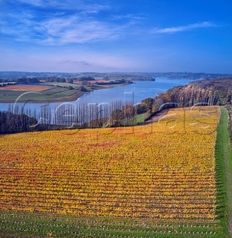 Pinot Noir Vineyard at Rosemary Farm a grower for Chapel Down with Bewl Water beyond  On the far side is Hazelhurst Farm Vineyard of Roebuck Estates Wadhurst Sussex England