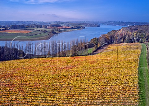 Pinot Noir Vineyard at Rosemary Farm a grower for Chapel Down with Bewl Water beyond  On the far side is Hazelhurst Farm Vineyard of Roebuck Estates Wadhurst Sussex England