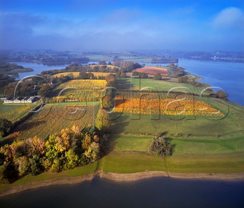 Hazelhurst Farm Vineyard of Roebuck Estates surrounded by Bewl Water Ticehurst Sussex England