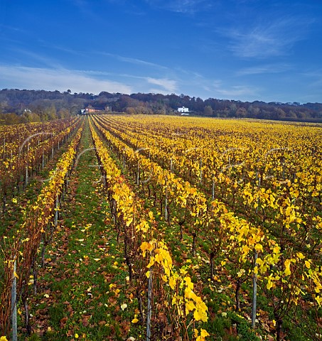 Autumnal Pinot Noir vineyard of Squerryes Estate at the foot of the North Downs  Westerham Kent England
