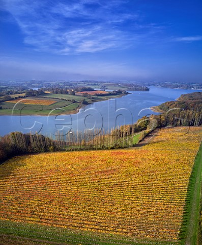 Pinot Noir Vineyard at Rosemary Farm a grower for Chapel Down with Bewl Water beyond  On the far side is Hazelhurst Farm Vineyard of Roebuck Estates Wadhurst Sussex England