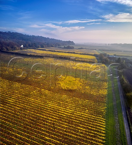 Autumnal vineyard of Squerryes Estate at the foot of the North Downs  Westerham Kent England