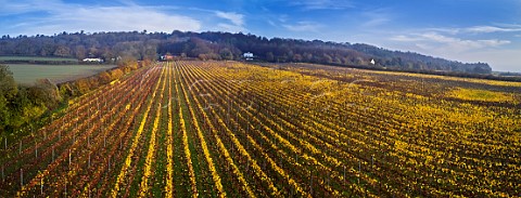 Autumnal Pinot Noir vineyard of Squerryes Estate at the foot of the North Downs  Westerham Kent England