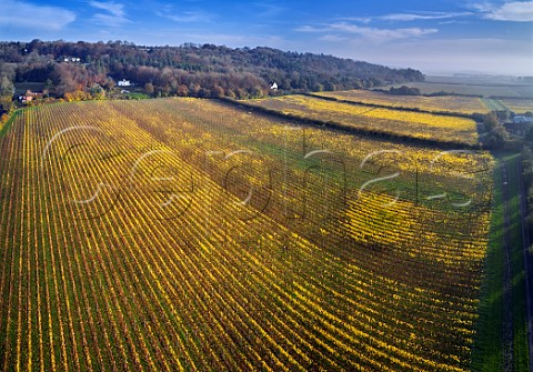 Autumnal vineyard of Squerryes Estate at the foot of the North Downs  Westerham Kent England