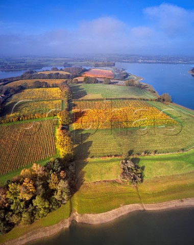 Hazelhurst Farm Vineyard of Roebuck Estates surrounded by Bewl Water Ticehurst Sussex England