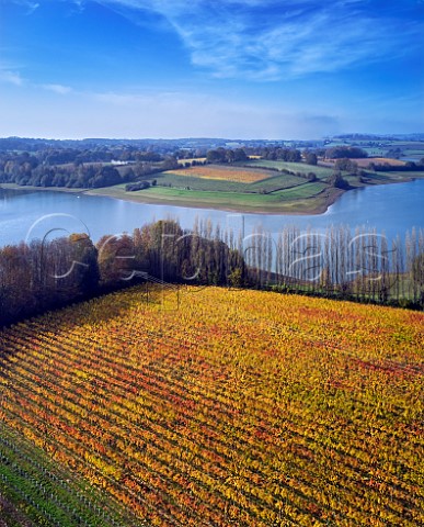 Pinot Noir Vineyard at Rosemary Farm a grower for Chapel Down with Bewl Water beyond  On the far side is Hazelhurst Farm Vineyard of Roebuck Estates Wadhurst Sussex England