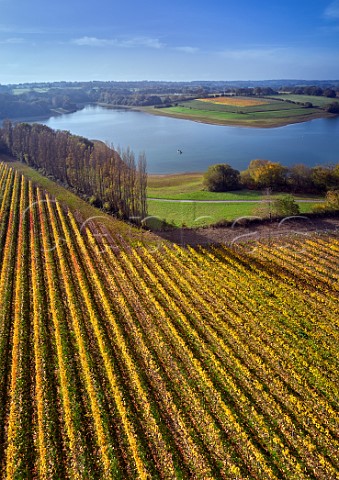 Pinot Noir Vineyard at Rosemary Farm a grower for Chapel Down with Bewl Water beyond  On the far side is Hazelhurst Farm Vineyard of Roebuck Estates Wadhurst Sussex England
