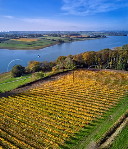 Pinot Noir Vineyard at Rosemary Farm a grower for Chapel Down with Bewl Water beyond  On the far side is Hazelhurst Farm Vineyard of Roebuck Estates Wadhurst Sussex England