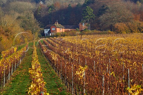 Autumnal Pinot Noir vineyard of Squerryes Estate at the foot of the North Downs  Westerham Kent England