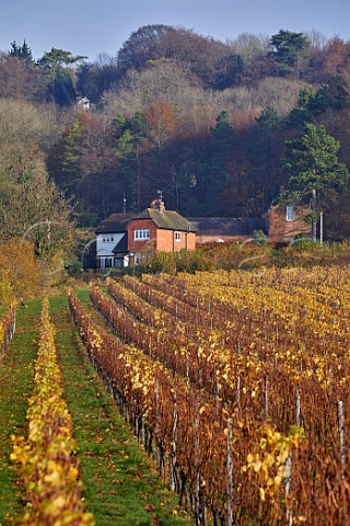 Autumnal Pinot Noir vineyard of Squerryes Estate at the foot of the North Downs  Westerham Kent England