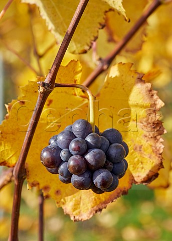 Second set Pinot Noir grapes at Rosemary Farm Vineyard a grower for Chapel Down  Wadhurst Sussex England