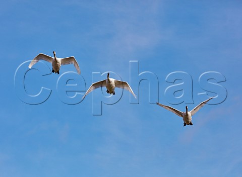 Mute Swans in flight  West Molesey Surrey England