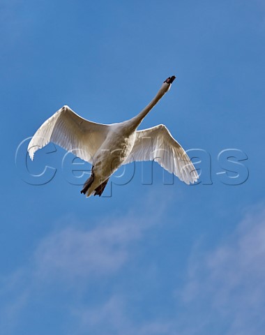 Mute Swan in flight  West Molesey Surrey England