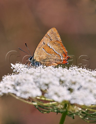 Brown Hairstreak male nectaring on wild carrot Molesey Heath West Molesey Surrey