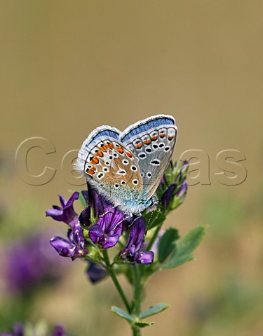 Common Blue male nectaring on Lucerne Molesey Heath West Molesey Surrey England