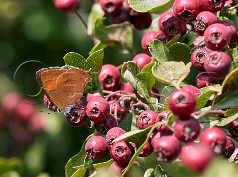 Brown Hairstreak female perched on Hawthorn berries Molesey Heath West Molesey Surrey