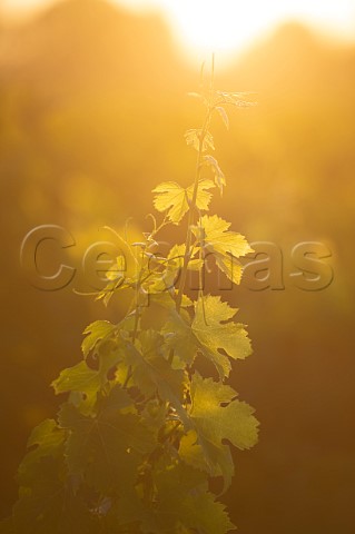 Cabernet Sauvignon vine in vineyard of Chteau Brown  Lognan Gironde France Bordeaux  PessacLognan