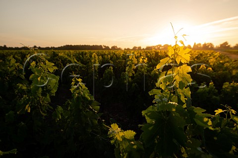 Cabernet Sauvignon vine in vineyard of Chteau Brown  Lognan Gironde France Bordeaux  PessacLognan